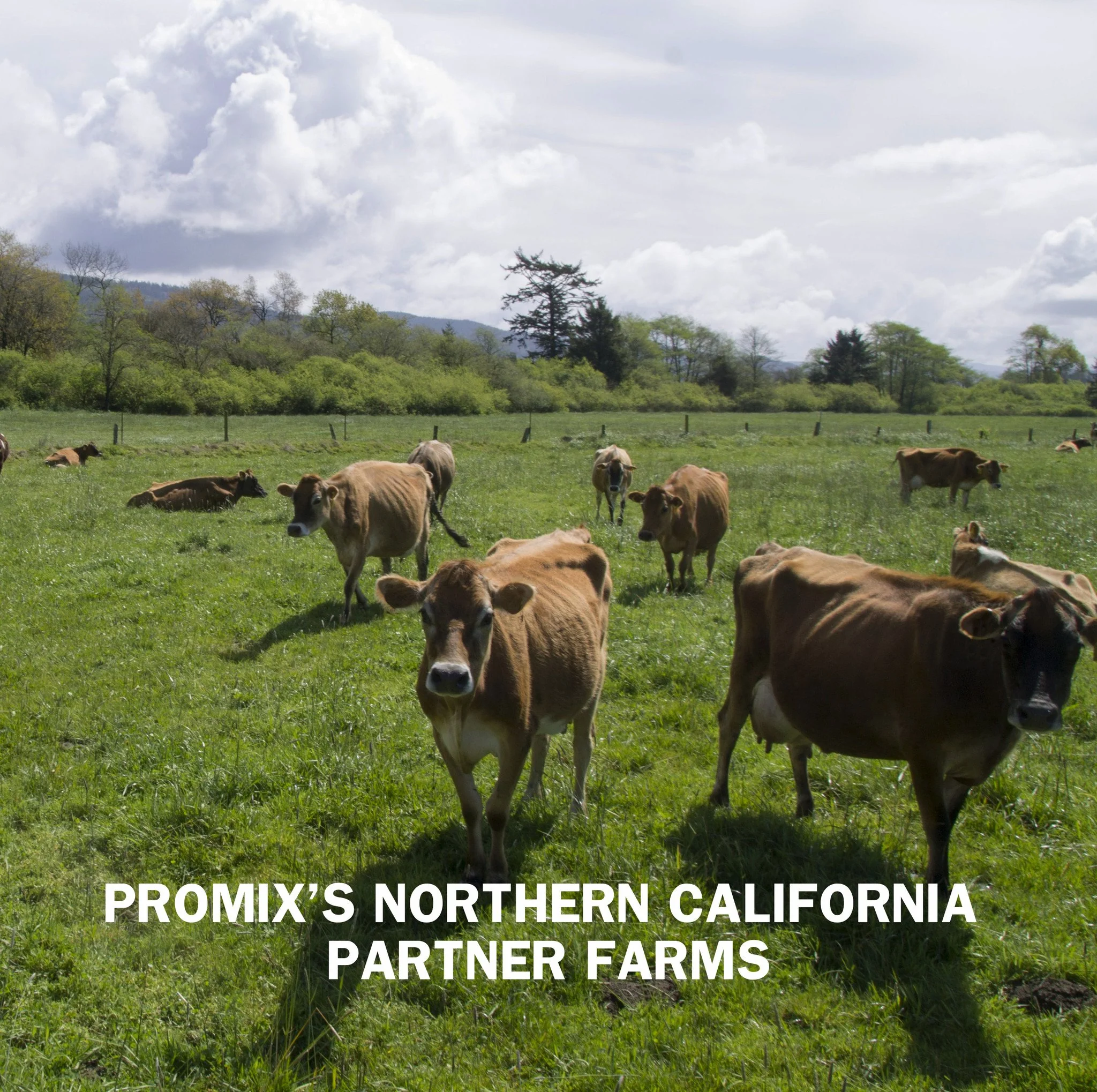 Unflavored Whey Protein Powder - Image 9